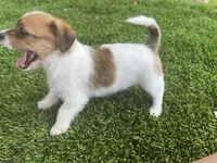 Puppy 2, a female Jack Russell Terrier and Shih Tzu for sale in Sanford, FL – 2 of 4