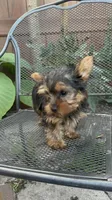 Puppy 5, a male Yorkshire Terrier for sale in Sanford, FL – Photo 6 of 6