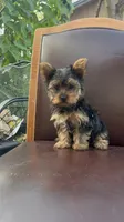 Puppy 5, a male Yorkshire Terrier for sale in Sanford, FL – Photo 2 of 6