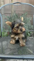Puppy 5, a male Yorkshire Terrier for sale in Sanford, FL – Photo 5 of 6