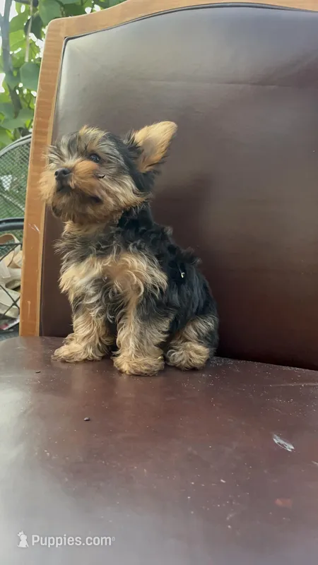 Puppy 5, a male Yorkshire Terrier for sale in Sanford, FL – Photo 1 of 6