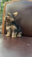 Puppy 5, a male Yorkshire Terrier for sale in Sanford, FL – Photo 1 of 6