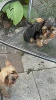 Puppy 5, a male Yorkshire Terrier for sale in Sanford, FL – Photo 4 of 6