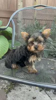 Puppy 5, a male Yorkshire Terrier for sale in Sanford, FL – Photo 3 of 6