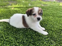 Puppy 4, a female Jack Russell Terrier and Shih Tzu for sale in Sanford, FL – 5 of 5