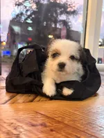 Puppy 3, a male Jack Russell Terrier and Shih Tzu for sale in Sanford, FL – 1 of 8