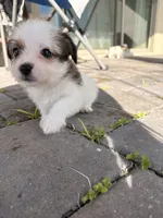 Puppy 3, a male Jack Russell Terrier and Shih Tzu for sale in Sanford, FL – 6 of 8