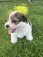 Puppy 3, a male Jack Russell Terrier and Shih Tzu for sale in Sanford, FL – 2 of 4