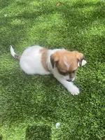 Puppy 2, a female Jack Russell Terrier and Shih Tzu for sale in Sanford, FL – 3 of 4