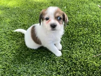 Puppy 4, a female Jack Russell Terrier and Shih Tzu for sale in Sanford, FL – 1 of 5