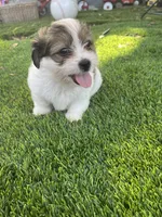 Puppy 3, a male Jack Russell Terrier and Shih Tzu for sale in Sanford, FL – 4 of 4