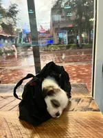 Puppy 3, a male Jack Russell Terrier and Shih Tzu for sale in Sanford, FL – 4 of 8