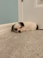 Puppy 3, a male Jack Russell Terrier and Shih Tzu for sale in Sanford, FL – 5 of 8