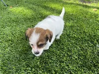 Puppy 4, a female Jack Russell Terrier and Shih Tzu for sale in Sanford, FL – 4 of 5