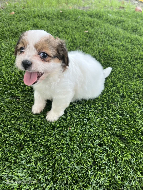 Puppy 1 – Jack Russell Terrier, Shih Tzu puppy for sale in Sanford, FL