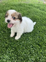 Puppy 1, a female Jack Russell Terrier and Shih Tzu for sale in Sanford, FL – 1 of 4