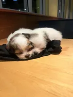 Puppy 3, a male Jack Russell Terrier and Shih Tzu for sale in Sanford, FL – 3 of 8