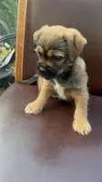 Puppy 4, a male Jack Russell Terrier and Shih Tzu for sale in Sanford, FL – Photo 6 of 6