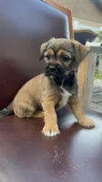 Puppy 4, a male Jack Russell Terrier and Shih Tzu for sale in Sanford, FL – Photo 3 of 6