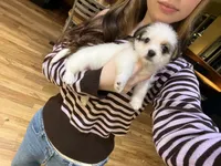 Puppy 3, a male Jack Russell Terrier and Shih Tzu for sale in Sanford, FL – 8 of 8