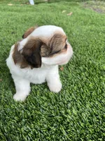 Puppy 1, a female Jack Russell Terrier and Shih Tzu for sale in Sanford, FL – 2 of 4
