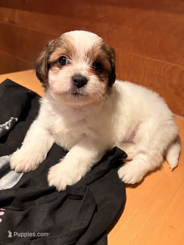 Puppy 1 – Jack Russell Terrier, Shih Tzu puppy for sale in Sanford, FL