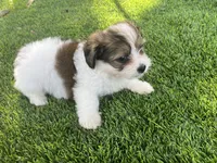 Puppy 3, a male Jack Russell Terrier and Shih Tzu for sale in Sanford, FL – 3 of 4