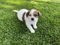 Puppy 4, a female Jack Russell Terrier and Shih Tzu for sale in Sanford, FL – 3 of 5
