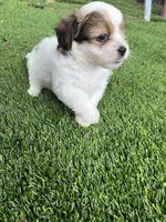 Puppy 1, a female Jack Russell Terrier and Shih Tzu for sale in Sanford, FL – 3 of 4