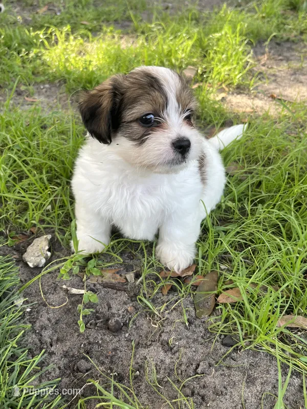 Puppy 3 – Jack Russell Terrier, Shih Tzu puppy for sale in Sanford, FL