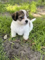 Puppy 3, a male Jack Russell Terrier and Shih Tzu for sale in Sanford, FL – 1 of 4