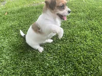 Puppy 2, a female Jack Russell Terrier and Shih Tzu for sale in Sanford, FL – 4 of 4