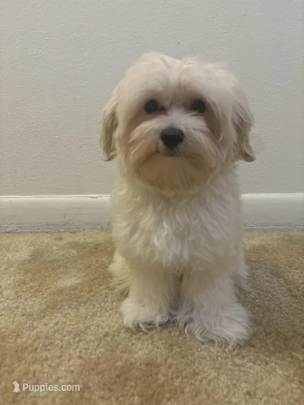 Saint  – Maltipoo puppy for sale in Havertown, PA