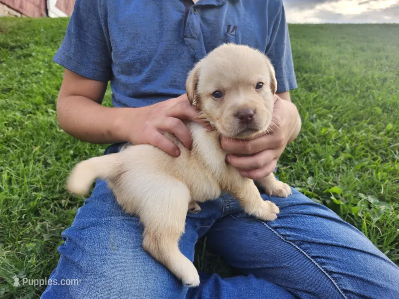 Sugar – Labrador Retriever puppy for sale in Schellsburg, PA