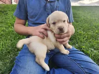 Sugar, a female Labrador Retriever for sale in Schellsburg, PA – 1 of 3