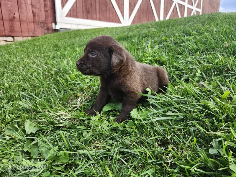 Twix – Labrador Retriever puppy for sale in Schellsburg, PA