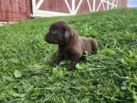 Twix, a male Labrador Retriever for sale in Schellsburg, PA – 1 of 3