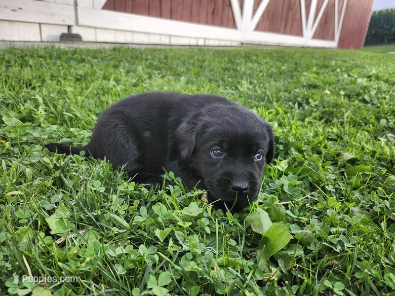 Hershey – Labrador Retriever puppy for sale in Schellsburg, PA