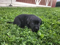 Hershey, a female Labrador Retriever for sale in Schellsburg, PA – 1 of 3