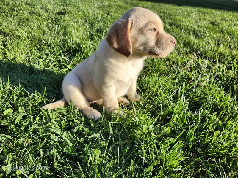 Sugar – Labrador Retriever puppy for sale in Schellsburg, PA