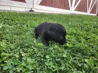 Hershey, a female Labrador Retriever for sale in Schellsburg, PA – 2 of 3