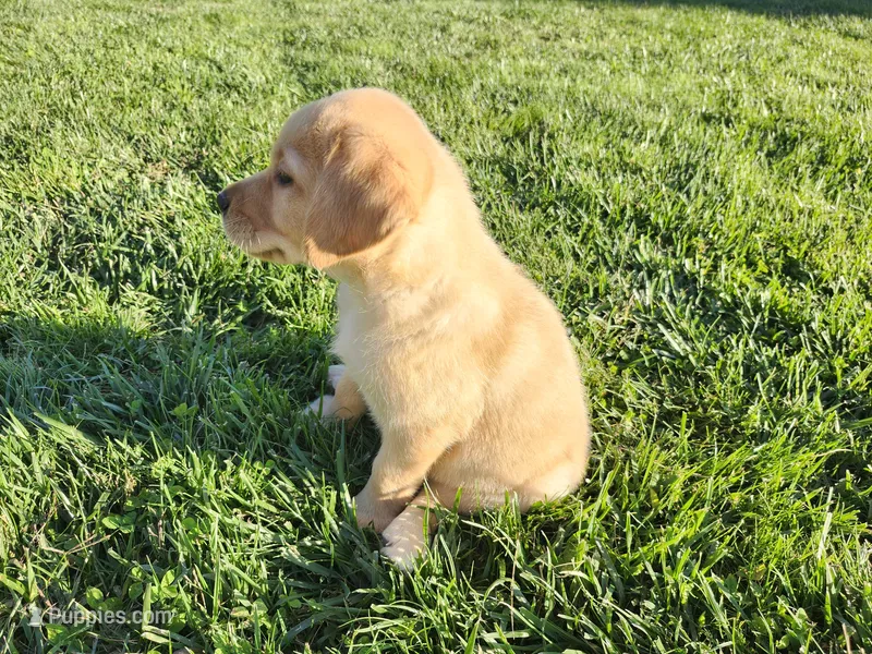 Taffy – Labrador Retriever puppy for sale in Schellsburg, PA