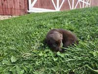 Twix, a male Labrador Retriever for sale in Schellsburg, PA – 2 of 3