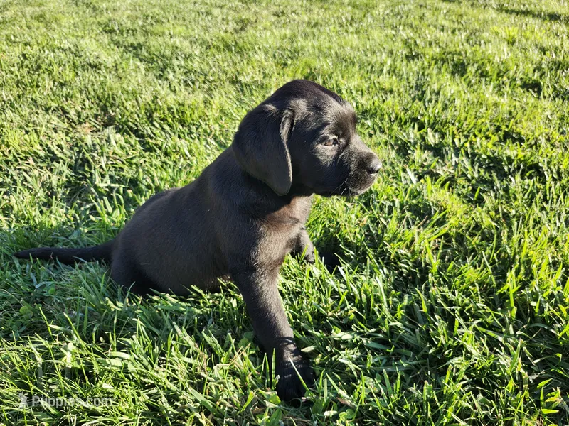 Hershey – Labrador Retriever puppy for sale in Schellsburg, PA