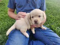 Sugar, a female Labrador Retriever for sale in Schellsburg, PA – 2 of 3