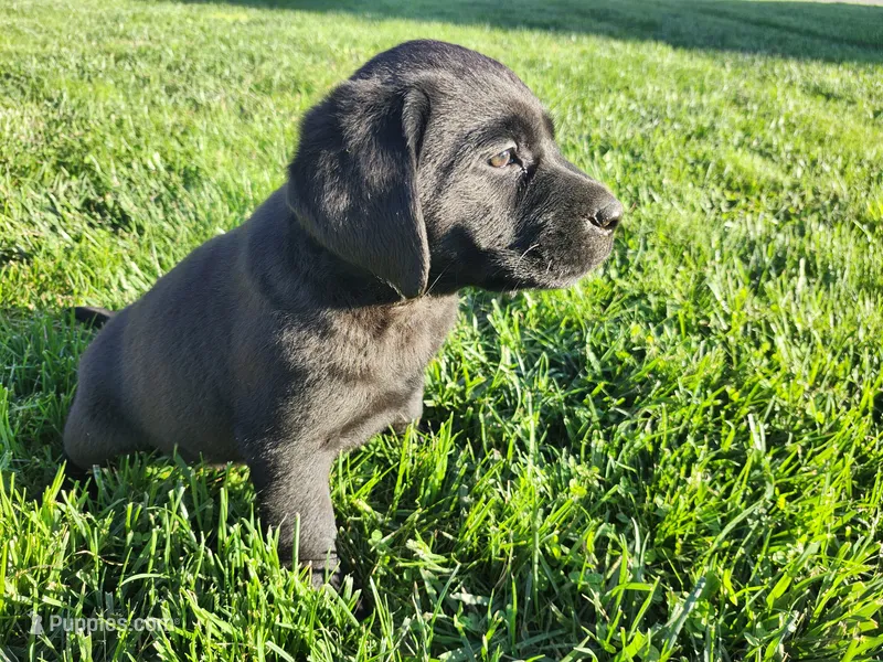 York F – Labrador Retriever puppy for sale in Schellsburg, PA