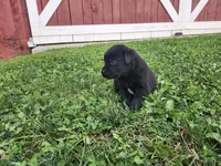 Licorice, a female Labrador Retriever for sale in Schellsburg, PA – 2 of 3