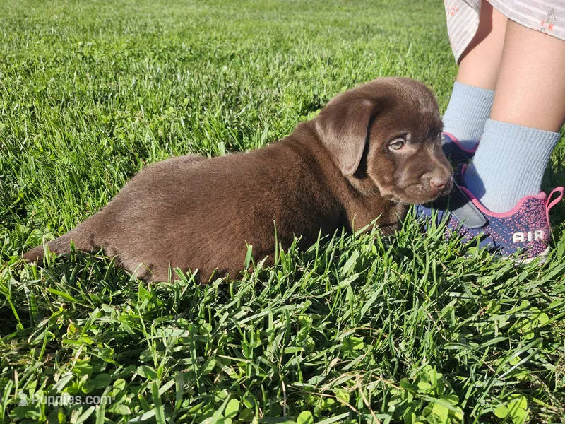 Twix – Labrador Retriever puppy for sale in Schellsburg, PA