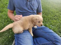 Taffy, a female Labrador Retriever for sale in Schellsburg, PA – 2 of 3