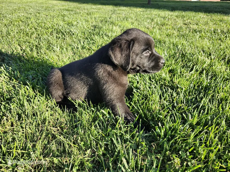 Mochi – Labrador Retriever puppy on hold in Schellsburg, PA